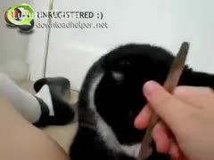 The girl uses her bald cunt's tongue to get her cat to adopt it.
